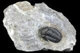 Detailed Gerastos Trilobite Fossil - Morocco #134090-5